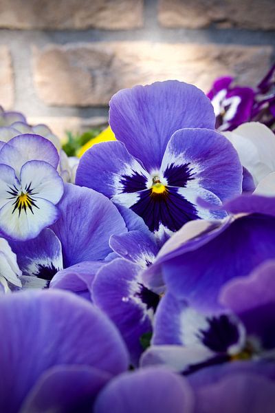Winterviool op zijn mooist by Stip Fotografie