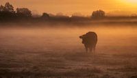 Silhouet van een Koe tijdens zonsopkomst van Connie de Graaf thumbnail