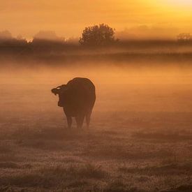 Silhouette d'une vache au lever du soleil sur Connie de Graaf
