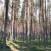 Dennenbos in Zweeds Lapland van Kimberley Jekel