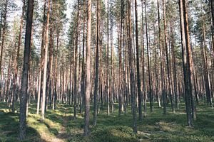 Kiefernwald in Schwedisch-Lappland