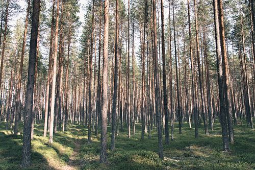 Pine forest in Swedish Lapland
