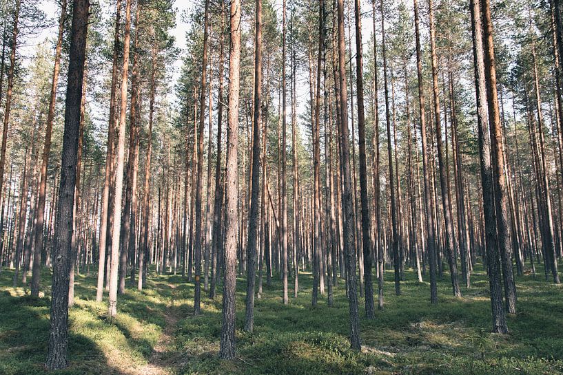 Forêt de pins en Laponie suédoise sur Kimberley Jekel