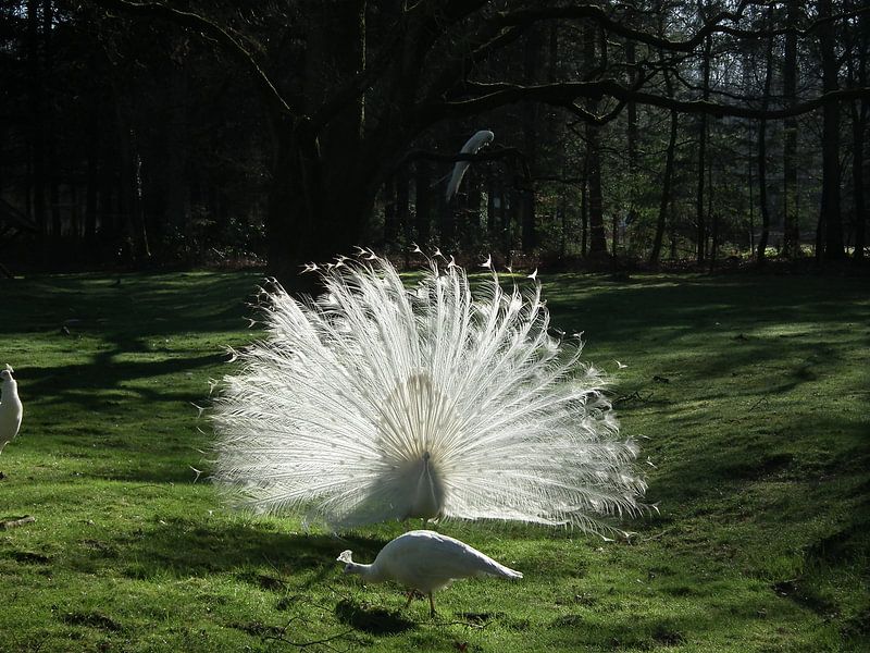 Witte pauwen by Elja Hilboesen