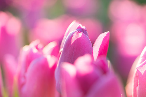 Tulpen aus dem Norden, Garsthuizen