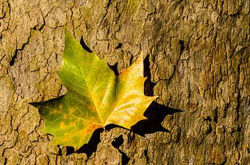 Maple leaf on tree trunk nature by Dieter Walther