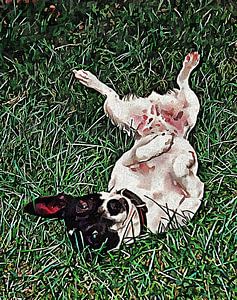 Umgedrehter Jack Russell Terrier