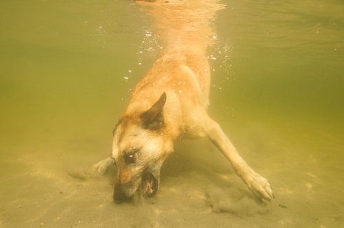 Mechelse herder onderwater