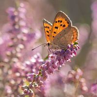 Schmetterling auf der Heide