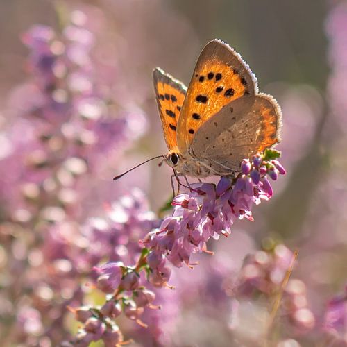 kleine vuurvlinder op heide
