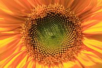 Zonnebloem - Helianthus