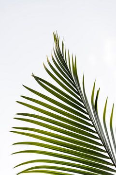 Elegant Simplicity - Dance of the Palm Leaf by Femke Ketelaar