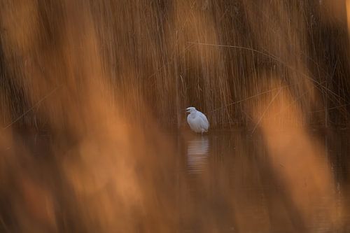 Little Egret through reeds