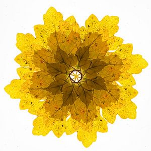 Kaléidoscope de feuilles d'automne