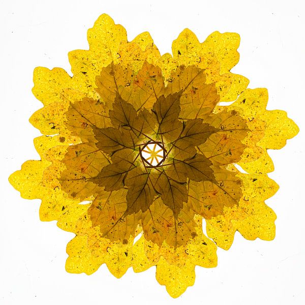 Kaleidoskop von Herbstblättern von Elbert-Jan Achterberg