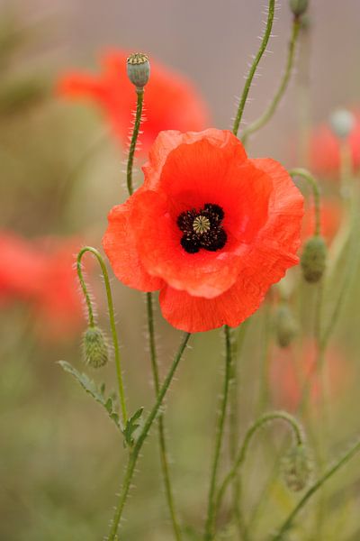 Red poppy - romantic red by Dagmar Hijmans
