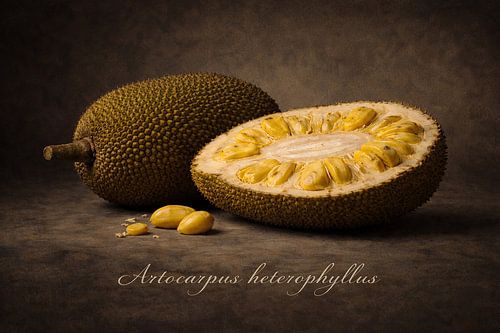 Nangka .Artocarpus heterophyllus