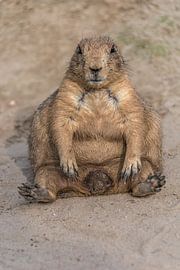 Prairiedog by Inge Heeringa