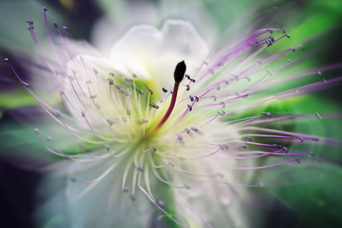 Frou-Frou