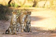 Les trois guépards, Afrique du Sud par W. Woyke Aperçu