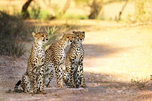 De drie jachtluipaarden, Zuid-Afrika van W. Woyke