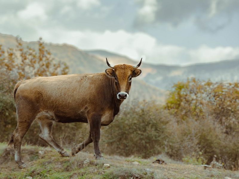 Majestic cow - Majestic Cow by Lotte Wiersma