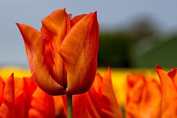 Tulpe Yokohama Orange von Bram van Broekhoven