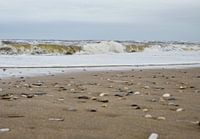 Vagues sur la plage avec des coquillages