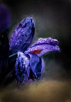 Detailed Crocus
