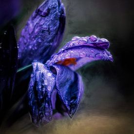 Krokus in detail van Hans Soowijl