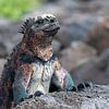Galapagos Seaguan ensoleillé sur Lex van Doorn