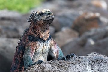 Galapagos Seaguan ensoleillé