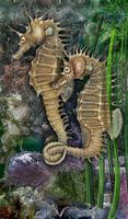 Kurzschnäuziges Seepferdchen, Hippocampus hippocampus