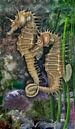 Kurzschnäuziges Seepferdchen, Hippocampus hippocampus von Urft Valley Art Miniaturansicht
