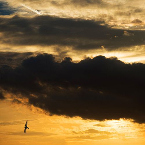 Gierzwaluw en ondergaande zon