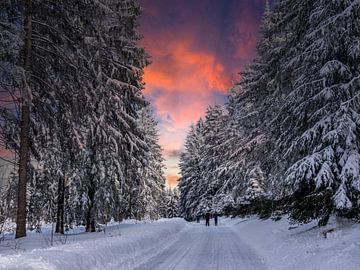 Winterbos in het Ertsgebergte in Saksen. van Animaflora PicsStock