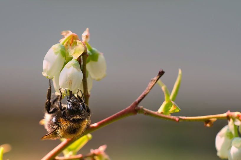 Bumblebee on a flower collecting nectar by Martin Köbsch