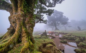 Lord of the Rings landschap....