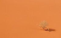 De Wadi Rum woestijn in Jordanië. van Claudio Duarte thumbnail