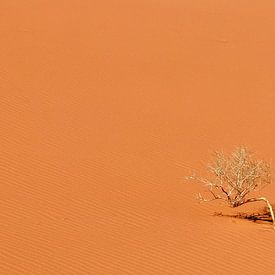 De Wadi Rum woestijn in Jordanië. van Claudio Duarte