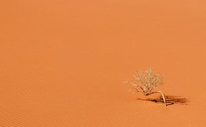 De Wadi Rum woestijn in Jordanië. van Claudio Duarte