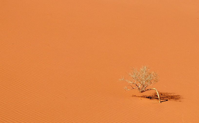 Die Wüste Wadi Rum in Jordanien. von Claudio Duarte