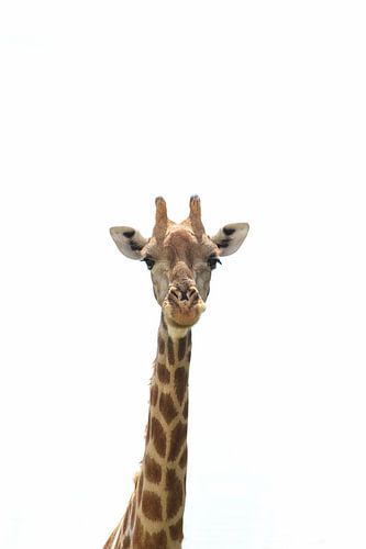 Lange nek en hoofd van giraf