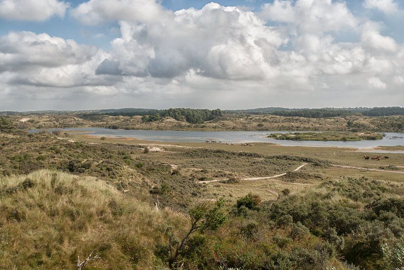 Landscape nature reserve South Kennemerland by Sander J
