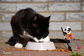 Fubby ist mit dem Besen beschäftigt, während die Katze frisst. von Sailographic Paula