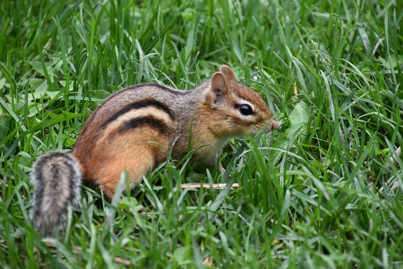 A squirrel in the garden by Claude Laprise