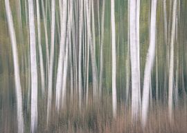 Birch forest by natascha verbij