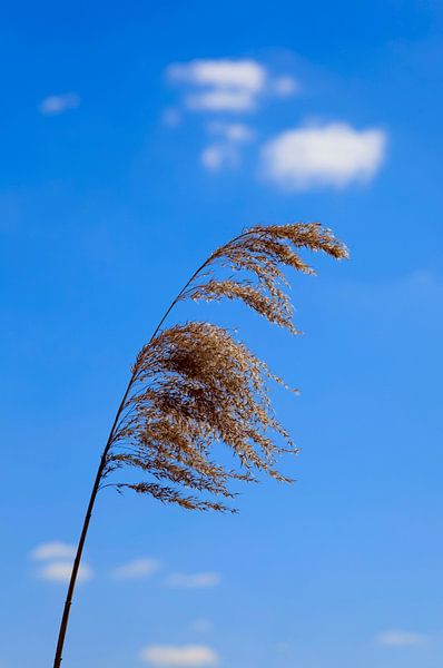 Reed by Thomas Jäger