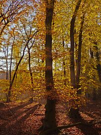 Herbstwald von Roger Trelou