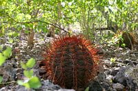 cactus op rots bij playa porto marie